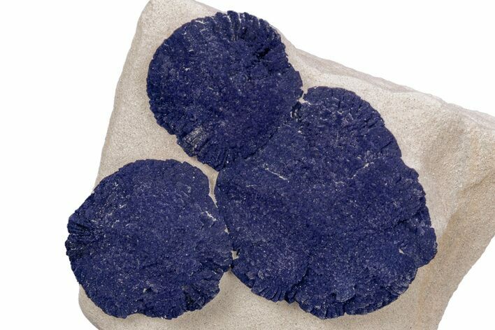 Vibrant Blue Azurite Suns on Siltstone - Australia #218029